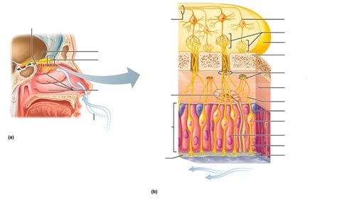 Diagram of Olfactory Epithelium | Quizlet