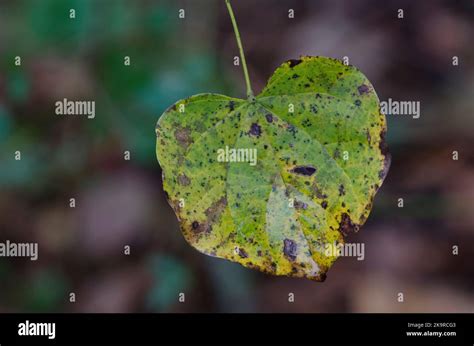 Eastern Redbud Cercis Canadensis Leaf In Late Fall Stock Photo Alamy