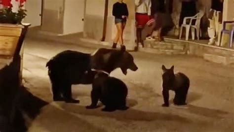 I Cuccioli Dell Orsa Amarena Sono Vivi Ma Si Sono Separati Il Parco D