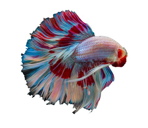 beautiful betta fish on transparent background 19988487 PNG