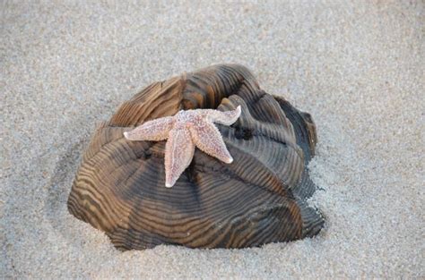 Tausende Tote Seesterne An Sylter Strand Shz