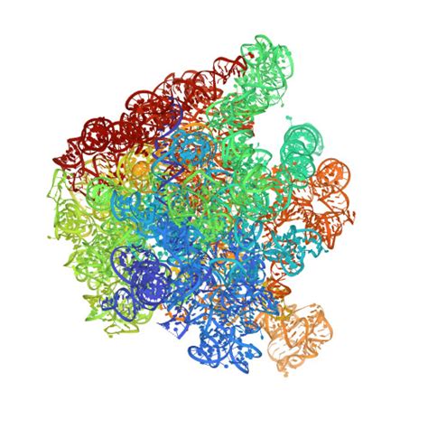 Rcsb Pdb 5f8k Crystal Structure Of The Bac7 1 16 Antimicrobial Peptide Bound To The Thermus