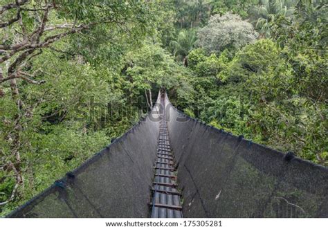 Canopy Walkway Amazon Forest Tambopata National Stock Photo 175305281 | Shutterstock