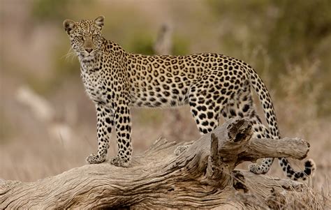 Leopards Of The Kruger National Park The Most Elusive Of The Big Five