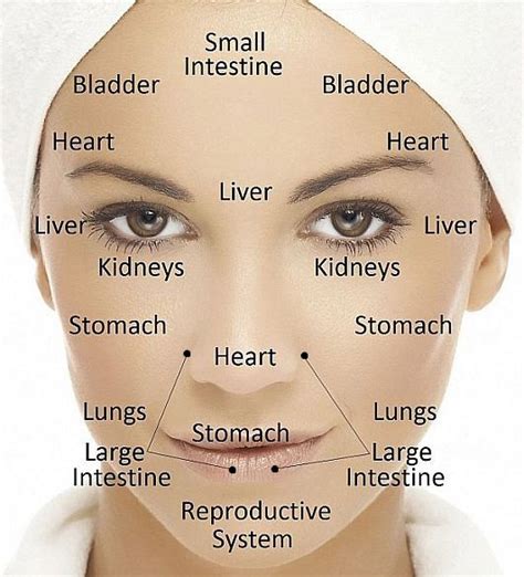 Face Reading Guide And Techniques For Facial Reading