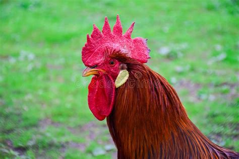 Chicken Beak Rooster Galliformes Picture Image 113648131