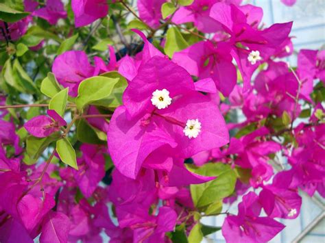 Buy Paper Flower Plant Bougainvillea Online At Best Price