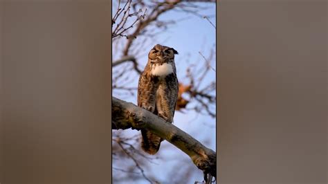 Great Horned Owl Hooting Youtube