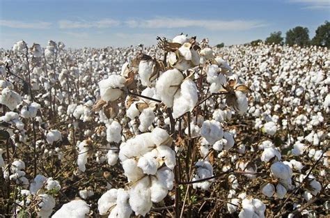 Cotton Production In Pakistan Kapas Ki Kasht