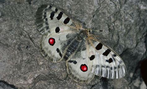 Apollo Butterfly – Parnassius apollo - Moderately Endangered