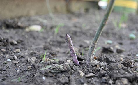 Grow Your Own Asparagus Plants Stark Bros