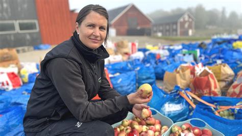 Totalt äpplekaos på musteriet Hinner inte med P4 Stockholm