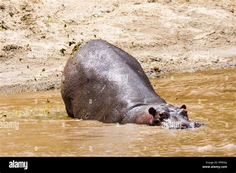 Hipop Tamo N Hippopotamus Amphibius Defecando Para Marcar Su