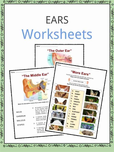 Animal Ear Worksheet 1st Grade