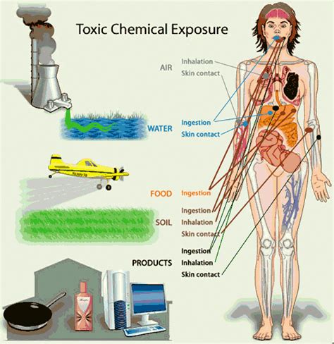 Toxic Chemicals Affect Your Brain, Hormones and Health - Paula Owens