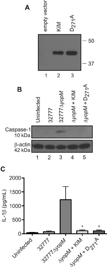 Identification Of IQGAP1 As A Novel Binding Partner Of YopM KIM Ten