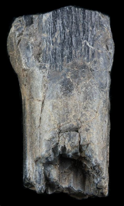 1.3" Pleistocene Aged Fossil Horse Tooth - Florida (#50440) For Sale ...