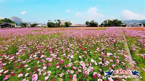 【桃園】愛在秋天‧大溪月眉花海 健行筆記