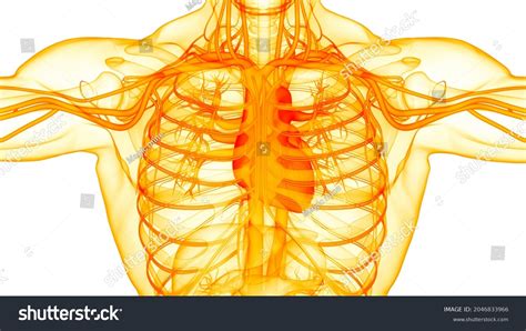 Human Circulatory System Heart Anatomy 3d Stock Illustration 2046833966