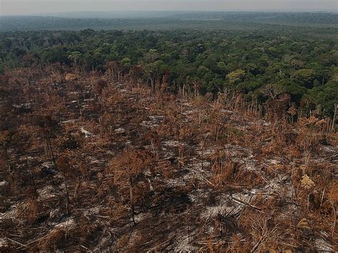 Desmatamento na Amazônia atinge a maior taxa anual da última década