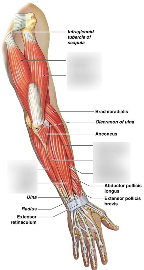 Arm Extensors Diagram Quizlet