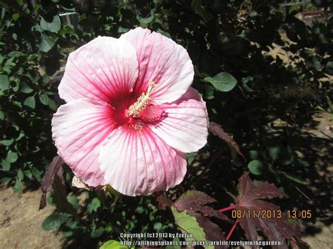 Photo Of The Bloom Of Hybrid Hardy Hibiscus Hibiscus Summerific