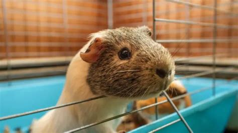 How to Clean a Guinea Pig Cage? | A Step-by-Step Guide - Guinea Pig Tube