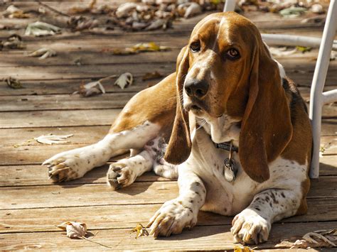 Basset Hound