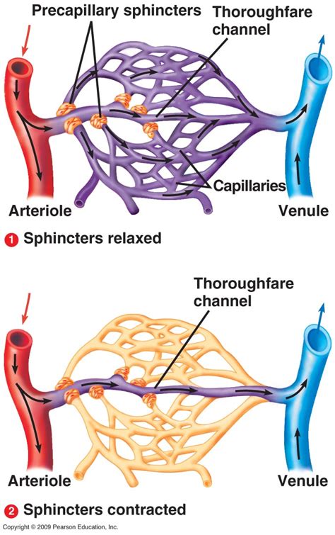 Cardiovascular Blood Vessels