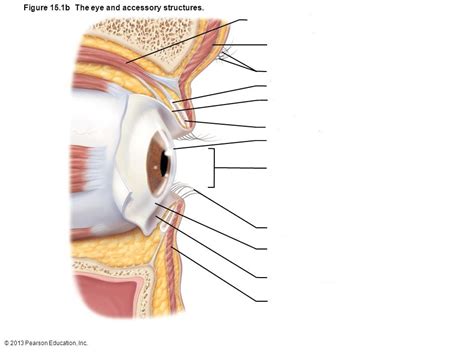 Lateral View Of The Eye Diagram Quizlet