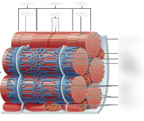 The Sarcoplasmic Reticulum (fig. 12.2) Diagram | Quizlet