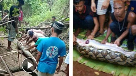 Tag Ular Piton Telan Anak Sapi Viral Video Ular Piton Sepanjang