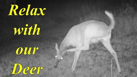 Relax With Our Deer 371 Youtube