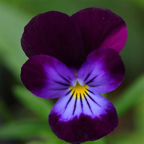 viola flower seeds 7