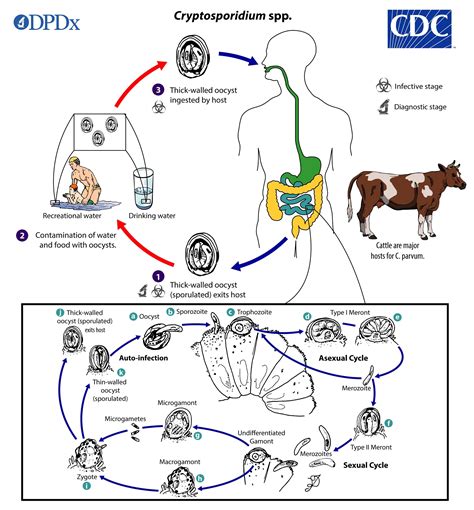 Cdc Dpdx Cryptosporidiosis