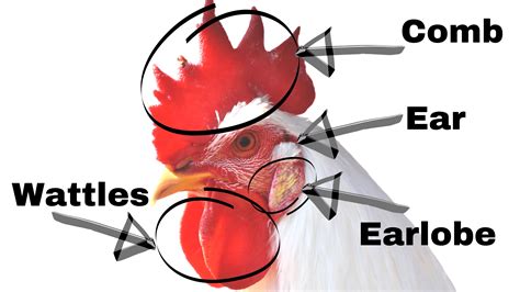 chicken comb diagram for article | Free Chicken Coop Plans