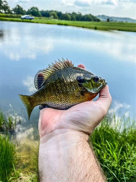 pond panfish rfishing