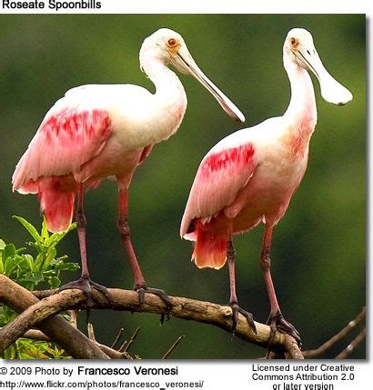 Roseate Spoonbills In Pet Birds Beautiful Birds Birdwatching Tour