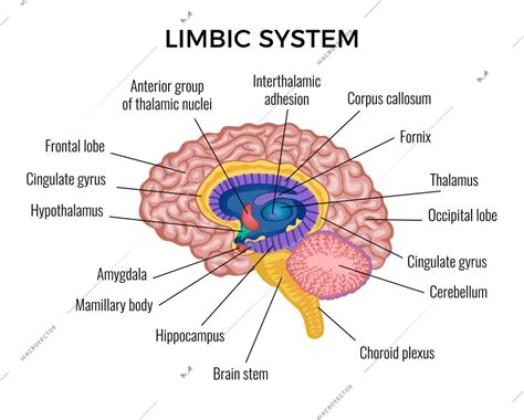 Labeled Brain Diagram Limbic System Limbic System Brain Emot