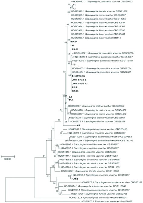 Maximum Likelihood Phylogenetic Tree Showing Evolutionary Relationships