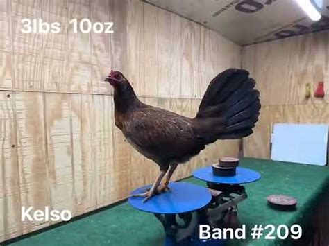 Cardinal Club Kelso Hen YouTube