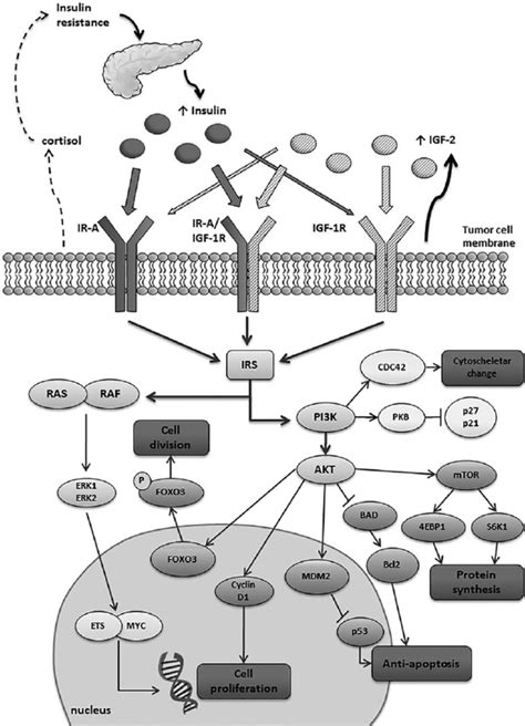 Potential Signaling Pathway Involved In Adrenocortical Cancer Download Scientific Diagram