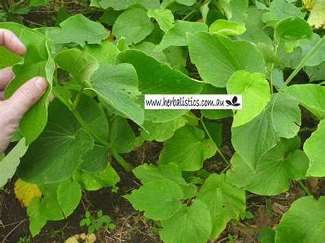 Piper methysticum - Kava (plant) | Herbalistics