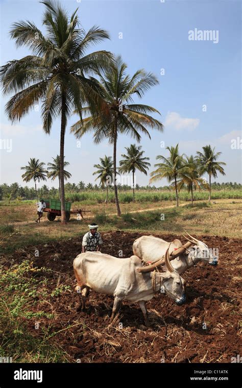 Karnataka Farmer Hi Res Stock Photography And Images Alamy