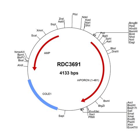 Mouse PORCN NP 076127 1 VersaClone CDNA RDC3691 R D Systems