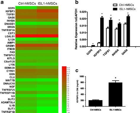 Islet 1 Isl1 Overexpression Enhanced The Human Mesenchymal Stem Cell