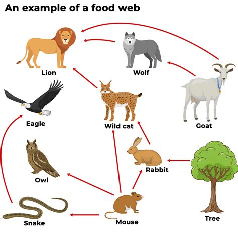 Curious Kids What Would Happen If All Animals On Earth Were Herbivores