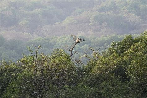 Bhimashankar Wildlife Sanctuary: A Haven for Nature and Wildlife Lovers ...