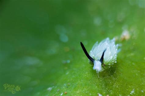 Leaf Sheep These Cute Sea Slugs Are The Sheep Of The Sea Sea Slug