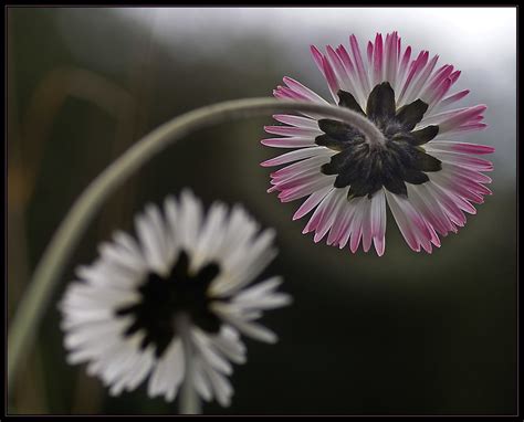 Bellis sylvestris southern daisy Wald Gänseblümchen more Flickr